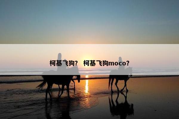 柯基飞狗? 柯基飞狗moco?