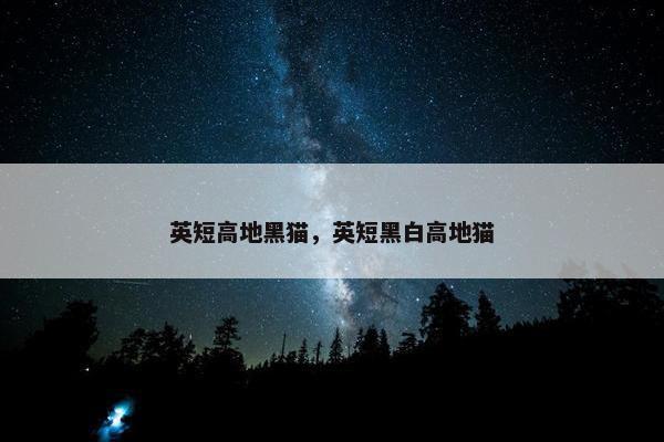 英短高地黑猫，英短黑白高地猫