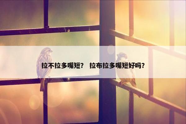 拉不拉多嘴短? 拉布拉多嘴短好吗?