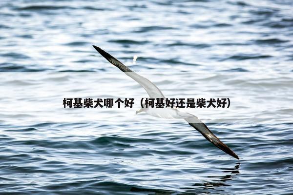柯基柴犬哪个好(柯基好还是柴犬好)