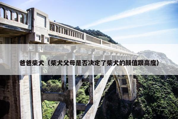 爸爸柴犬（柴犬父母是否决定了柴犬的颜值跟高度）