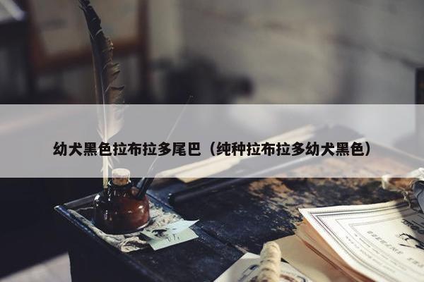 幼犬黑色拉布拉多尾巴（纯种拉布拉多幼犬黑色）