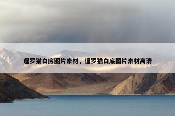 暹罗猫白底图片素材，暹罗猫白底图片素材高清