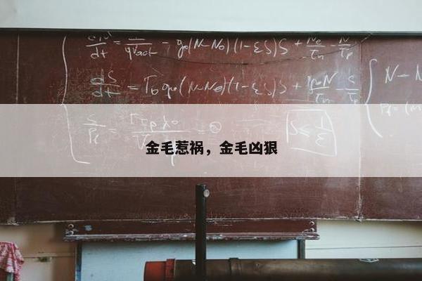 金毛惹祸，金毛凶狠