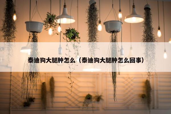 泰迪狗大腿肿怎么（泰迪狗大腿肿怎么回事）