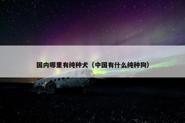 国内哪里有纯种犬（中国有什么纯种狗）