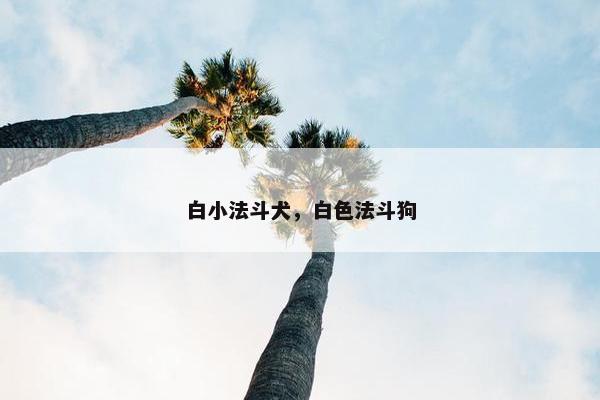 白小法斗犬，白色法斗狗