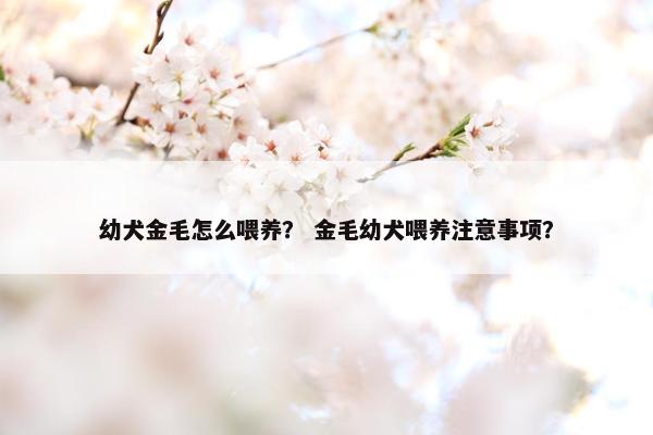 幼犬金毛怎么喂养? 金毛幼犬喂养注意事项?