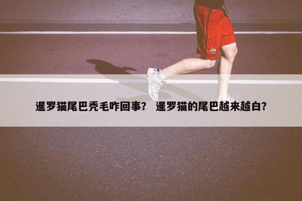 暹罗猫尾巴秃毛咋回事? 暹罗猫的尾巴越来越白?