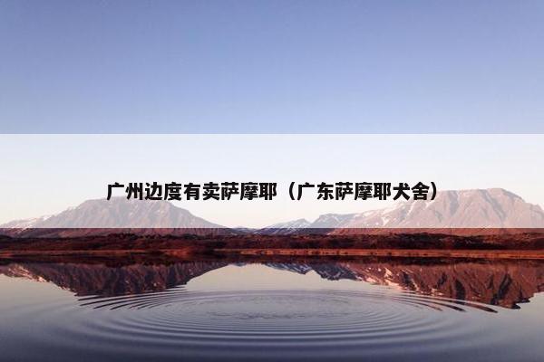 广州边度有卖萨摩耶（广东萨摩耶犬舍）