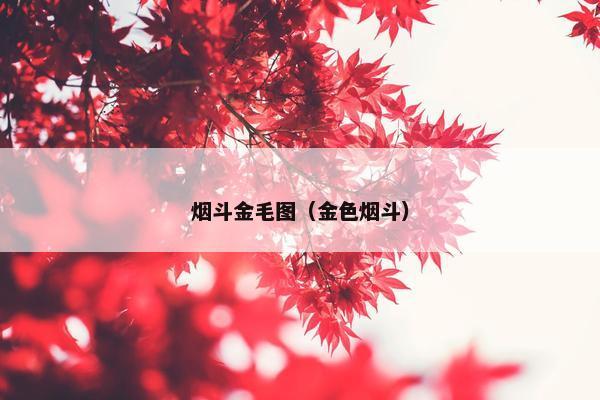 烟斗金毛图（金色烟斗）