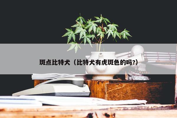 斑点比特犬（比特犬有虎斑色的吗?）