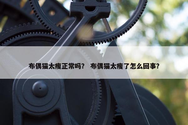布偶猫太瘦正常吗？ 布偶猫太瘦了怎么回事？