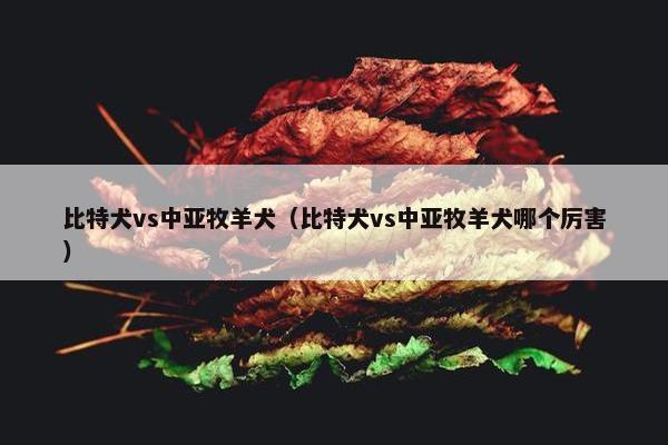 比特犬vs中亚牧羊犬(比特犬vs中亚牧羊犬哪个厉害)