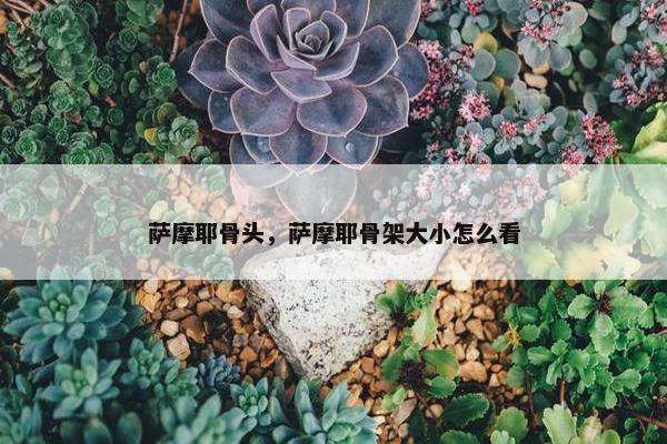 萨摩耶骨头,萨摩耶骨架大小怎么看