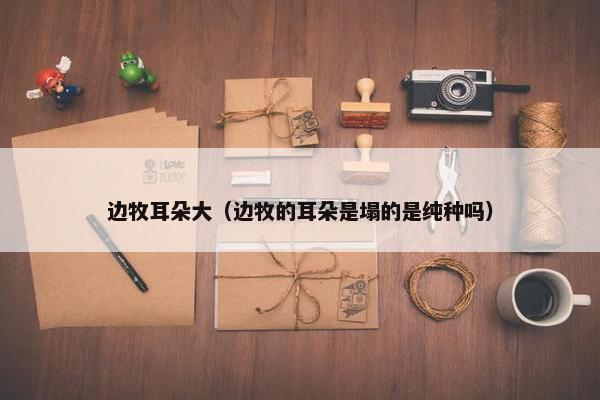 边牧耳朵大(边牧的耳朵是塌的是纯种吗)