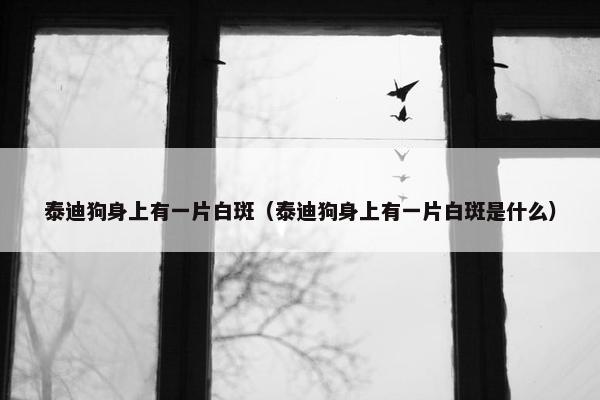 泰迪狗身上有一片白斑(泰迪狗身上有一片白斑是什么)