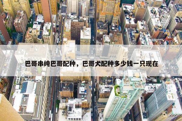 巴哥串纯巴哥配种,巴哥犬配种多少钱一只现在