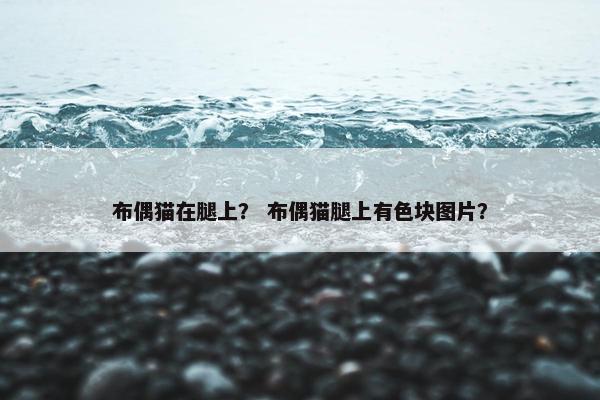布偶猫在腿上？ 布偶猫腿上有色块图片？