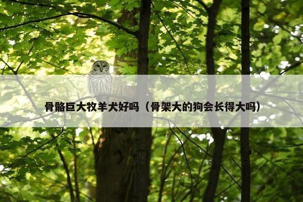 骨骼巨大牧羊犬好吗(骨架大的狗会长得大吗)
