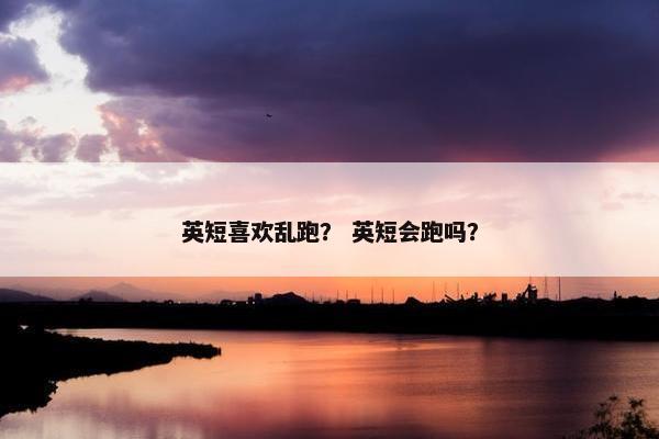 英短喜欢乱跑? 英短会跑吗?