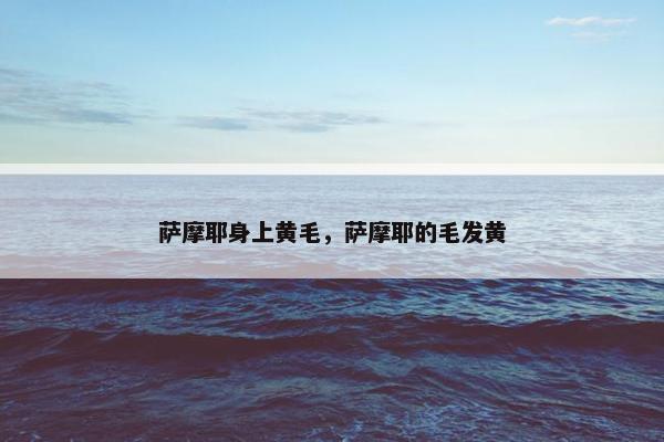 萨摩耶身上黄毛，萨摩耶的毛发黄