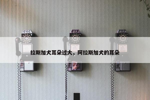 拉斯加犬耳朵过大，阿拉斯加犬的耳朵