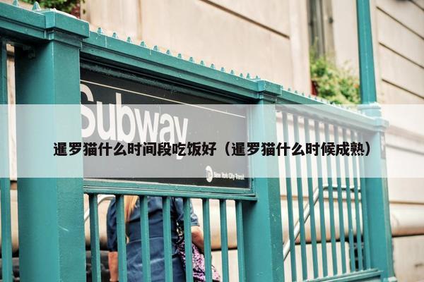 暹罗猫什么时间段吃饭好（暹罗猫什么时候成熟）