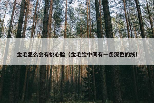 金毛怎么会有桃心脸（金毛脸中间有一条深色的线）