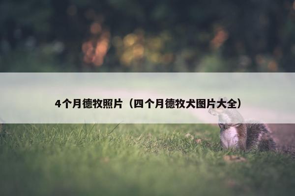 4个月德牧照片（四个月德牧犬图片大全）