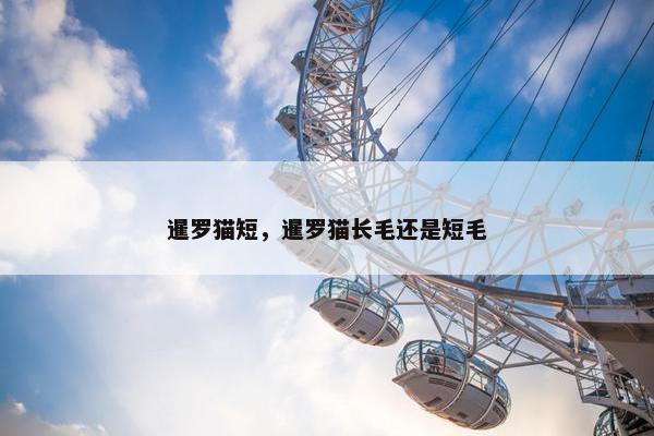 暹罗猫短，暹罗猫长毛还是短毛