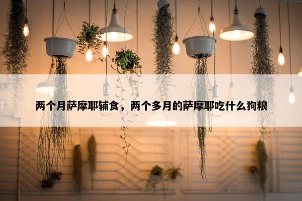 两个月萨摩耶辅食,两个多月的萨摩耶吃什么狗粮