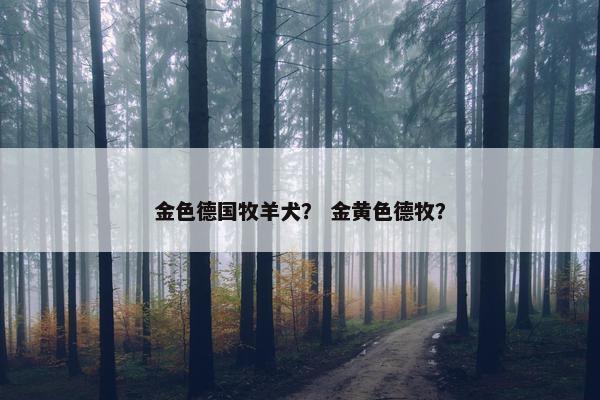 金色德国牧羊犬？ 金黄色德牧？