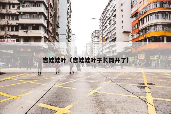 吉娃娃叶（吉娃娃叶子长摊开了）