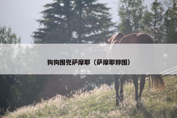 狗狗围兜萨摩耶（萨摩耶脖围）