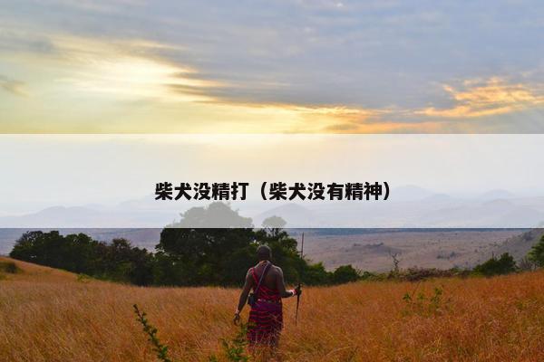 柴犬没精打（柴犬没有精神）