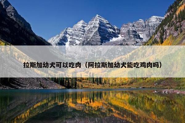 拉斯加幼犬可以吃肉（阿拉斯加幼犬能吃鸡肉吗）