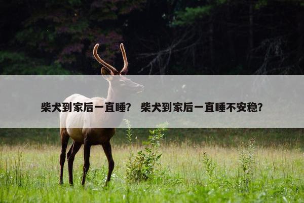 柴犬到家后一直睡？ 柴犬到家后一直睡不安稳？