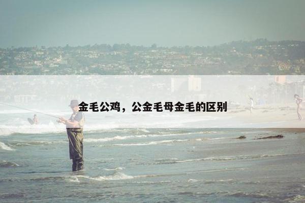 金毛公鸡，公金毛母金毛的区别