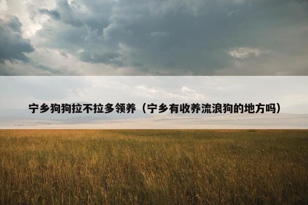宁乡狗狗拉不拉多领养（宁乡有收养流浪狗的地方吗）
