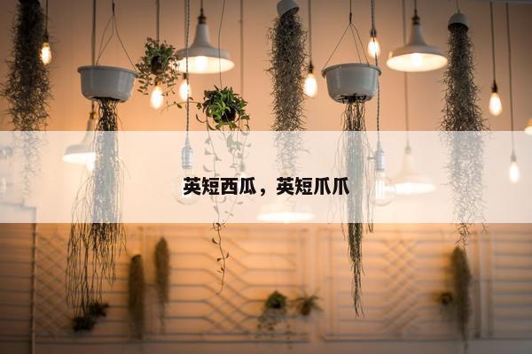 英短西瓜，英短爪爪