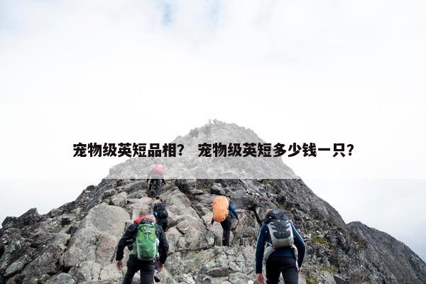 宠物级英短品相？ 宠物级英短多少钱一只？