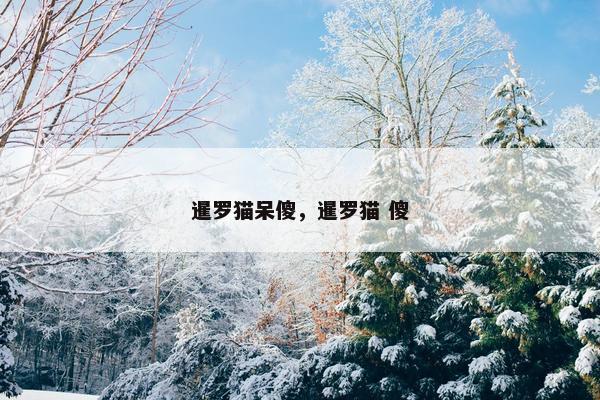 暹罗猫呆傻,暹罗猫 傻