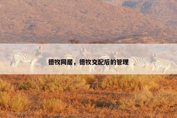 德牧同居，德牧交配后的管理