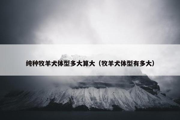 纯种牧羊犬体型多大算大(牧羊犬体型有多大)