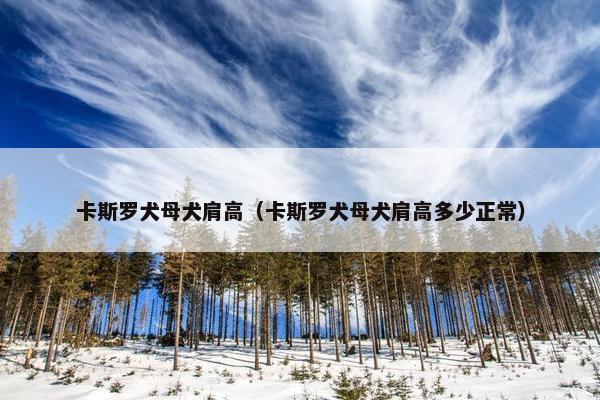 卡斯罗犬母犬肩高（卡斯罗犬母犬肩高多少正常）