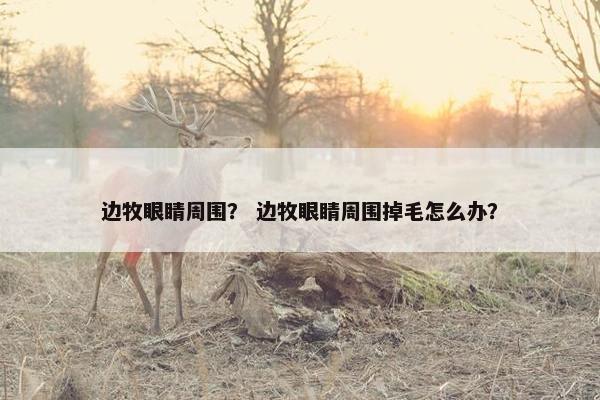 边牧眼睛周围？ 边牧眼睛周围掉毛怎么办？