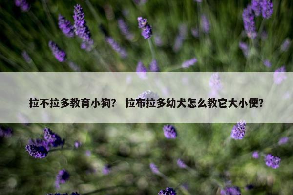 拉不拉多教育小狗？ 拉布拉多幼犬怎么教它大小便？