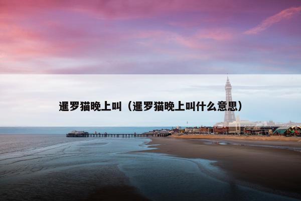 暹罗猫晚上叫（暹罗猫晚上叫什么意思）