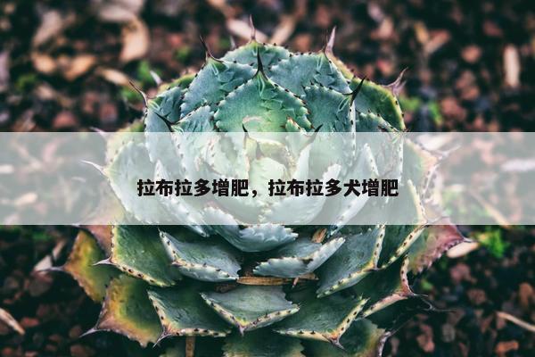 拉布拉多增肥，拉布拉多犬增肥